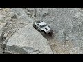 Axial SCX10 III Coyote Crawling Shadow Rock Park