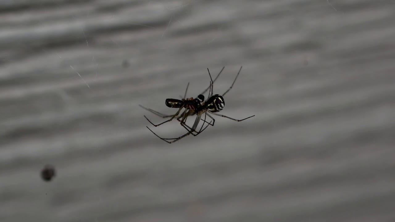 Mating Neriene Spiders