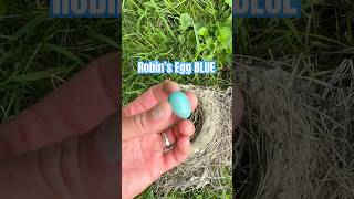 Found an abandoned robins nest in our outhouse porch on Day 114. Happy 4th of July!