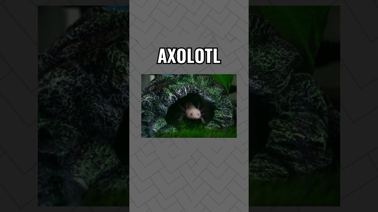 New Region! New Pokemon!