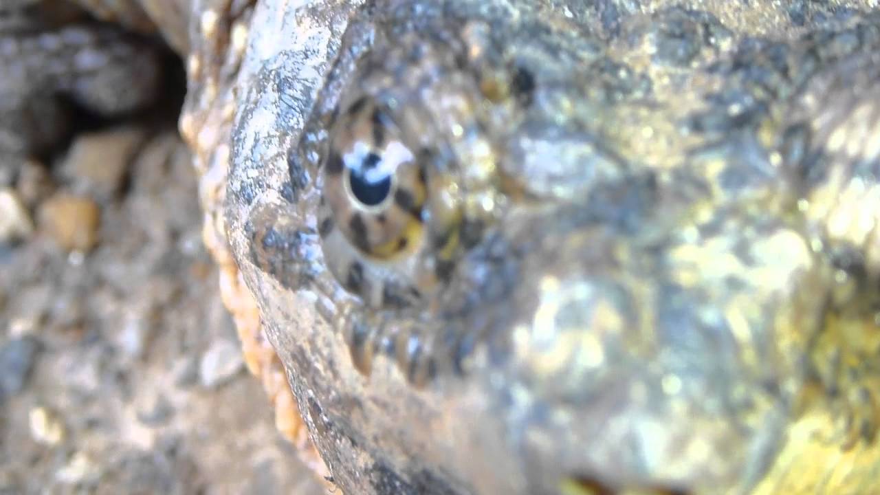 snapping scapula syndrome Snapping Turlte vs T3 Lumix Point n Shoot Camera.MTS