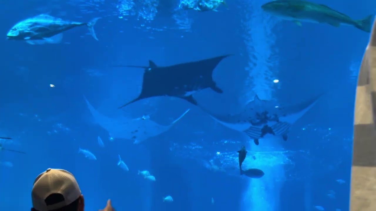 Dunia bawah air di Seaworld 🇸🇬 