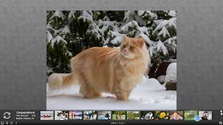 Puzzle A Handsome Cat Which Is Staring At Something