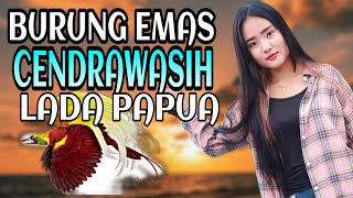 Lada papua || burung emas cendrawasih