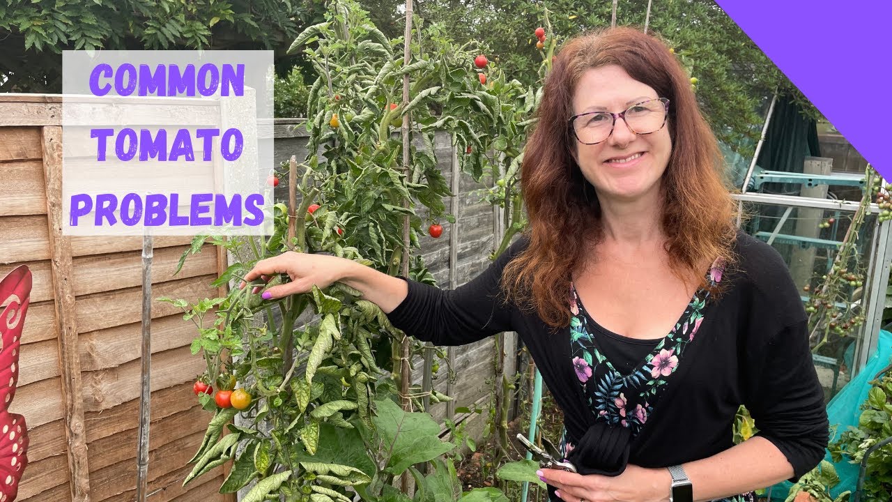 Common Tomato Problems - Growing Tomatoes