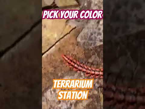 Rare Dragon Millipede