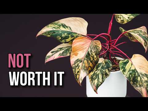 These Plants Look Much Better Online