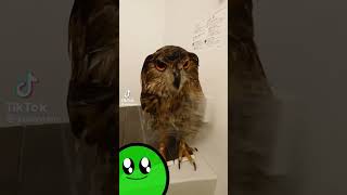 Wet Owl