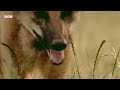 Soothing Animal Sounds of South American Grassland | Animal ASMR | BBC Earth