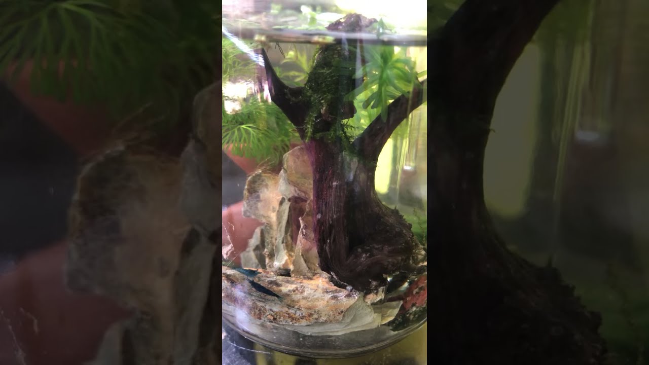 Tiny Shrimp, Big World – Jar Check-In 🌍🧪