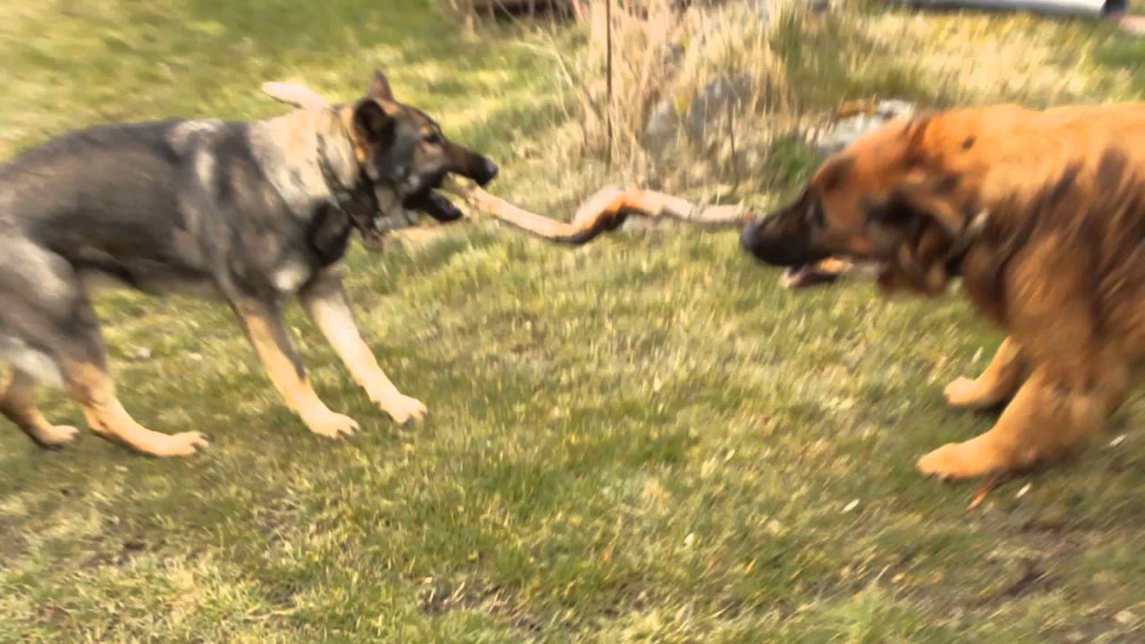 leonberger german shepherd mix