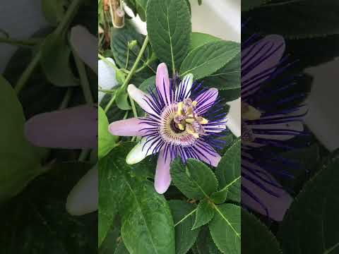 Video: Pasiflora Ili Marakuja, Raste U Stanu