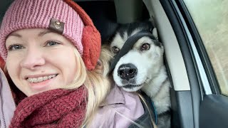 I spent My Birthday With My Husky! He’s The Boss! by Jodie Boo 39,558 views 3 months ago 19 minutes