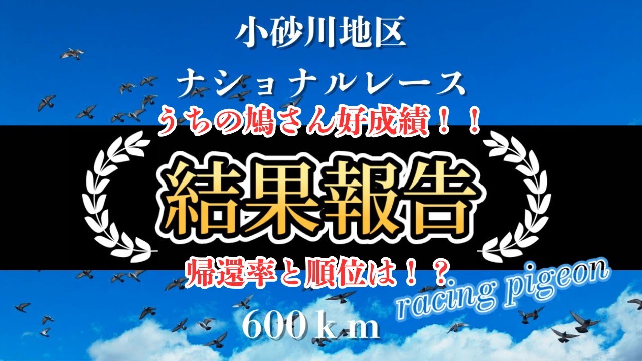 【神風鳩舎♯17】鳩レース鳩舎の日常⑯小砂川地区ナショナルレース　当日～結果報告