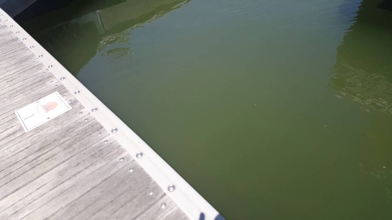 Bait fish on Kent Island 2 YouTube