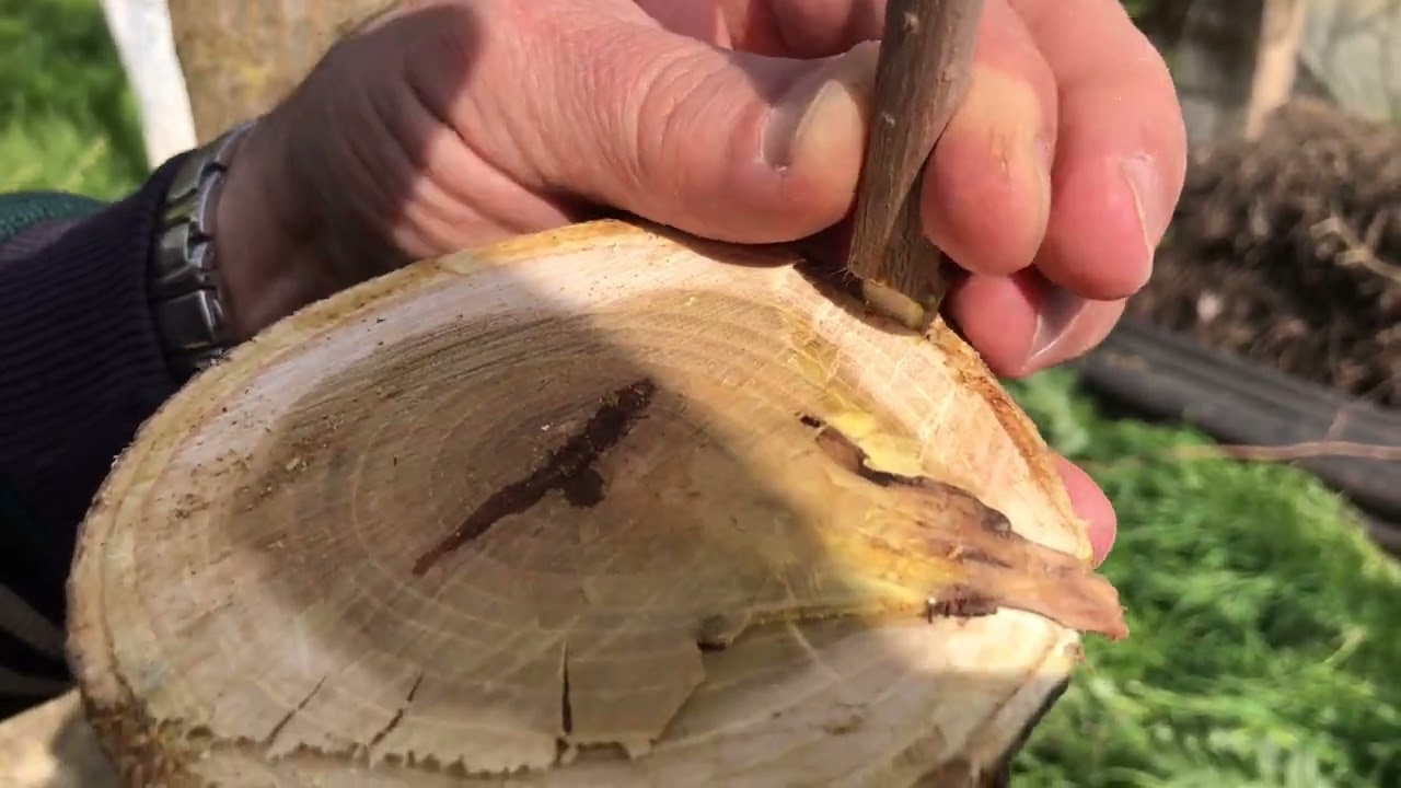 KARADUT AŞISI (Ödemiş/Kayaköy)