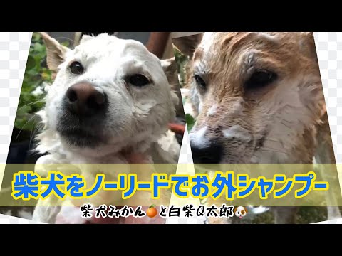 柴犬みかんと白柴Q太郎の日常 - LiteTube