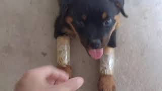 Download Lagu ROTTWEILER PUPPY- KNUCKLING/ LEG BENDING. HELPING HIM WALK AGAIN MP3