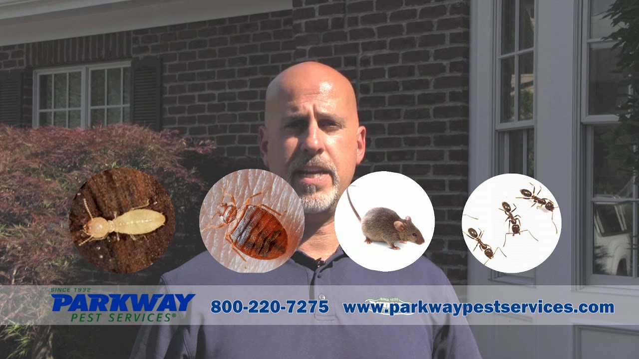 Parkway Pest Services YouTube