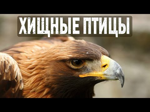 Хищные птицы: повелители неба | Познавательное видео