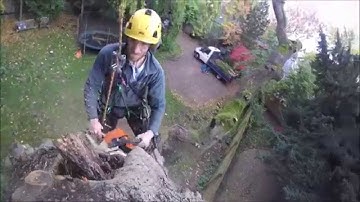 Oliver Bennett Tree Services. Hazardous Tree Removal - Weeping Ash