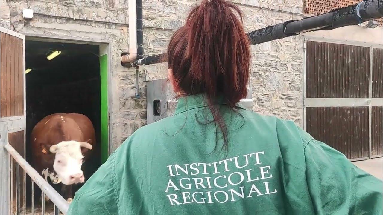 Aosta, prima uscita al pascolo Montfleury,