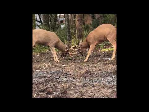 Buck fight!!