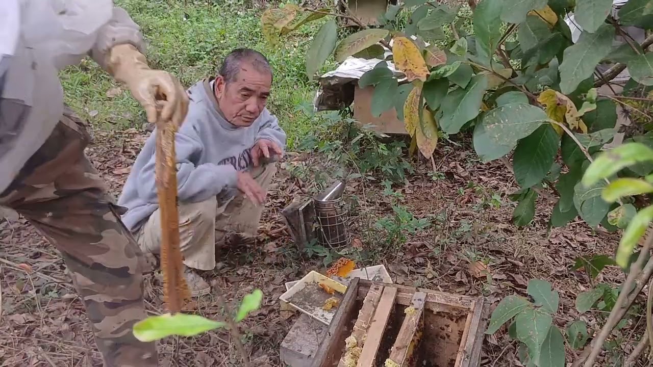 Rà soát trại ong chước mùa thu hoạch mật 