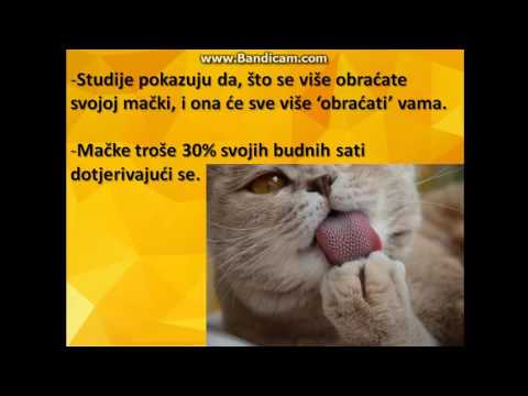 Video: Pasmina Mačaka Sibirske šumske Mačke Hipoalergena, Zdravlje I životni Vijek