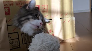 箱入り息子の猫2 ノルウェージャンフォレストキャット