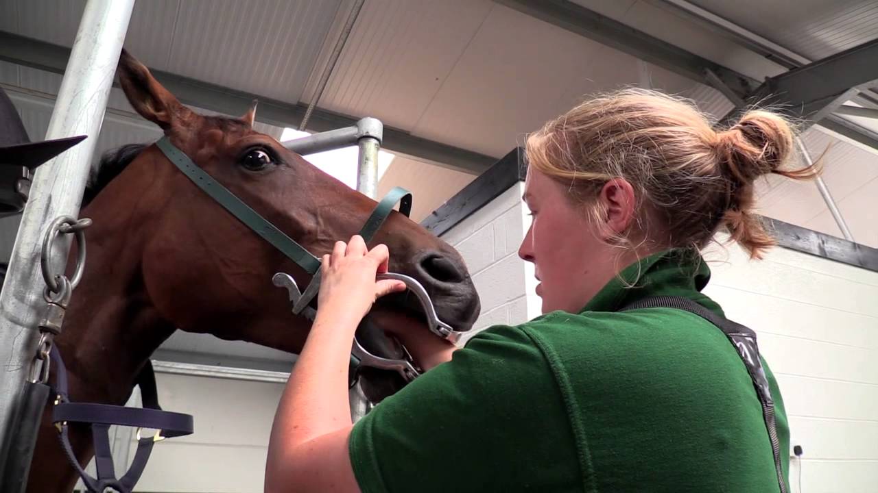 Equine and Farm Animal Vets Isle Veterinary Group Ltd YouTube