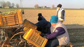 Produzione semi bietolotti Agricola Bellavista