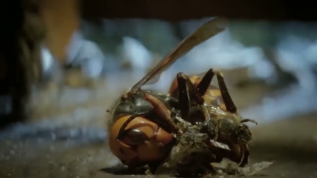 The Giant Asian Hornet is a winged Monster that destroys entire Bee Colonies!