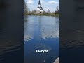 Лысуха в Пулковском парке, Санкт-Петербург