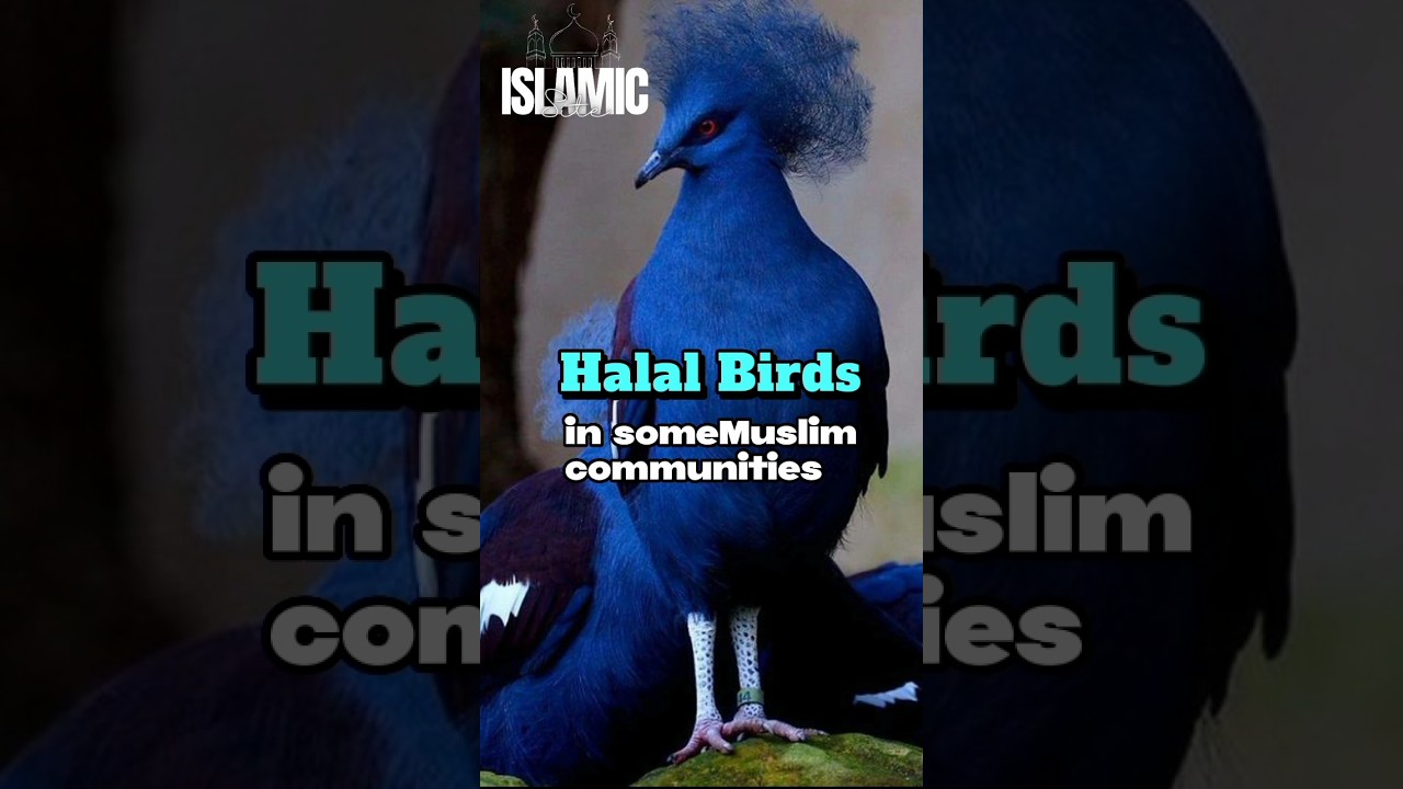Halal birds meat in Islam Islamic Site shorts islamicsite YouTube