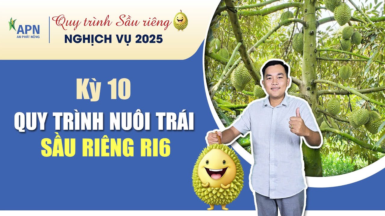 APN - QUY TRÌNH NUÔI TRÁI RI6 | SẦU RIÊNG NGHỊCH VỤ 2025  #anphatnong #kythuatcanhtacsaurieng