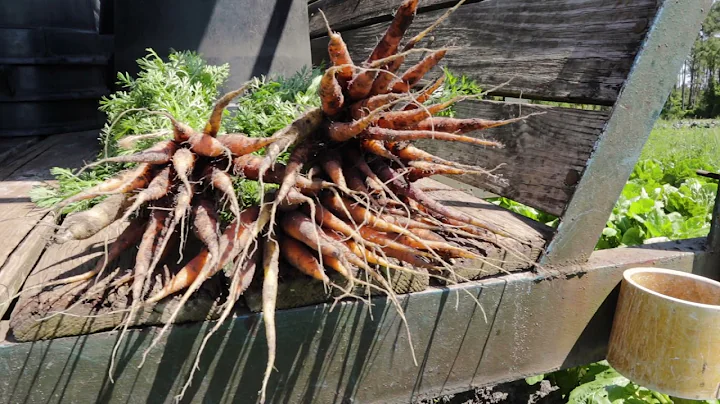 Sustainable Farm Tour - The Barefoot Farmer