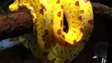 NY White Plains Reptile Expo 7/10/2011 Pick up Green Tree B