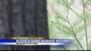 Research shows redwood fire resiliency in Big Basin State Park
