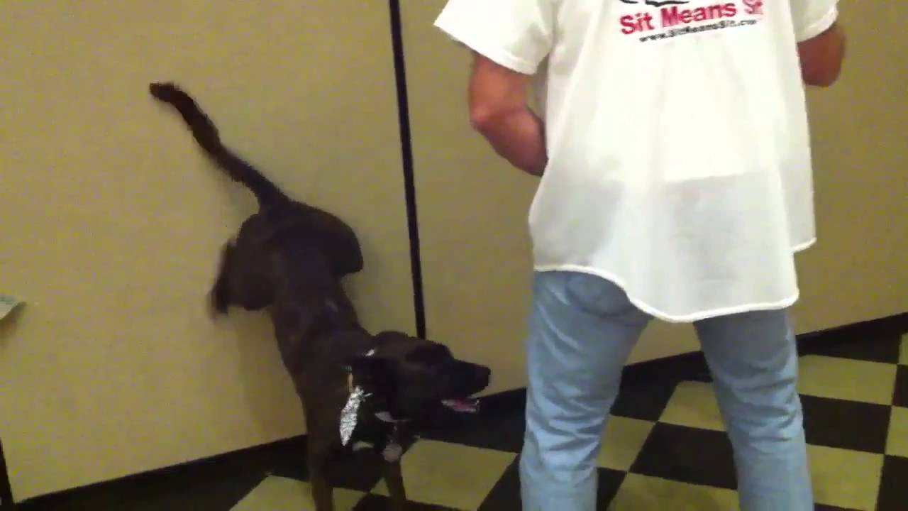 Dog does handstand YouTube