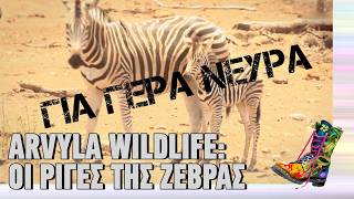Arvyla Wildlife: Οι ρίγες της ζέβρας | Top Επικαιρότητας (17/2/2026)