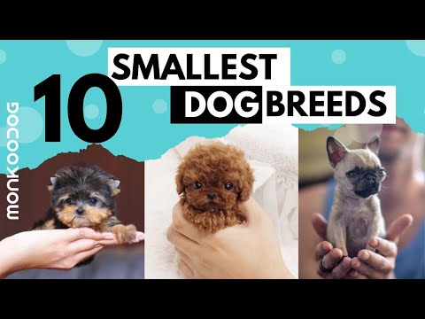The SMALLEST DOG
