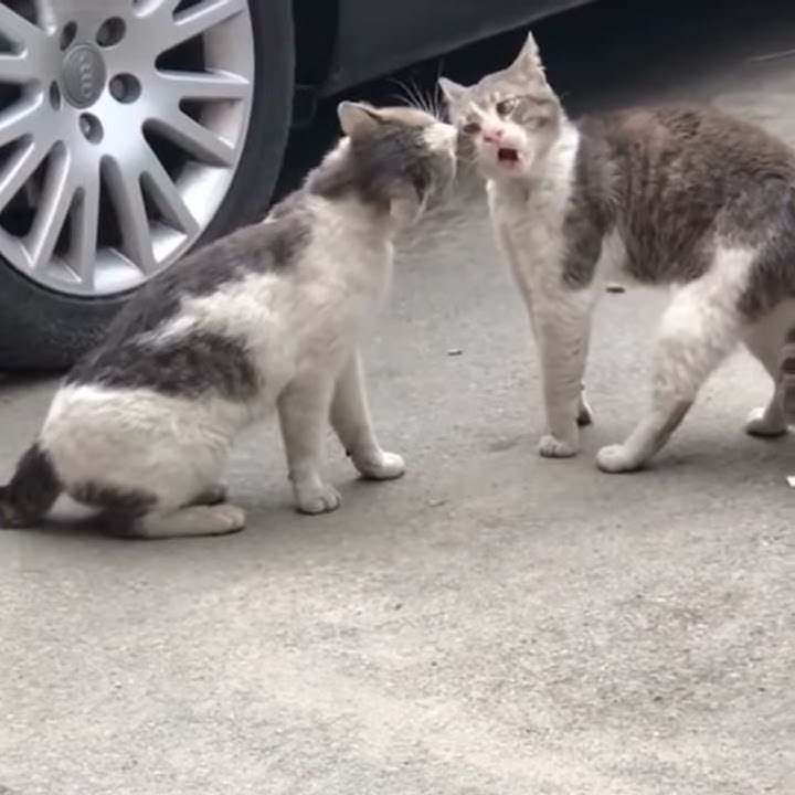 kucing berantem lucu banget 😁