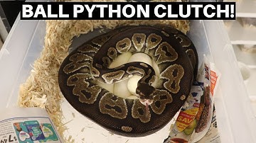 Second Ball Python Clutch Of 2021! Coral Glow Ball Pythons! - Benjamin