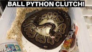 Second Ball Python Clutch Of 2021! Coral Glow Ball Pythons! - Benjamin's Exotics Net Worth