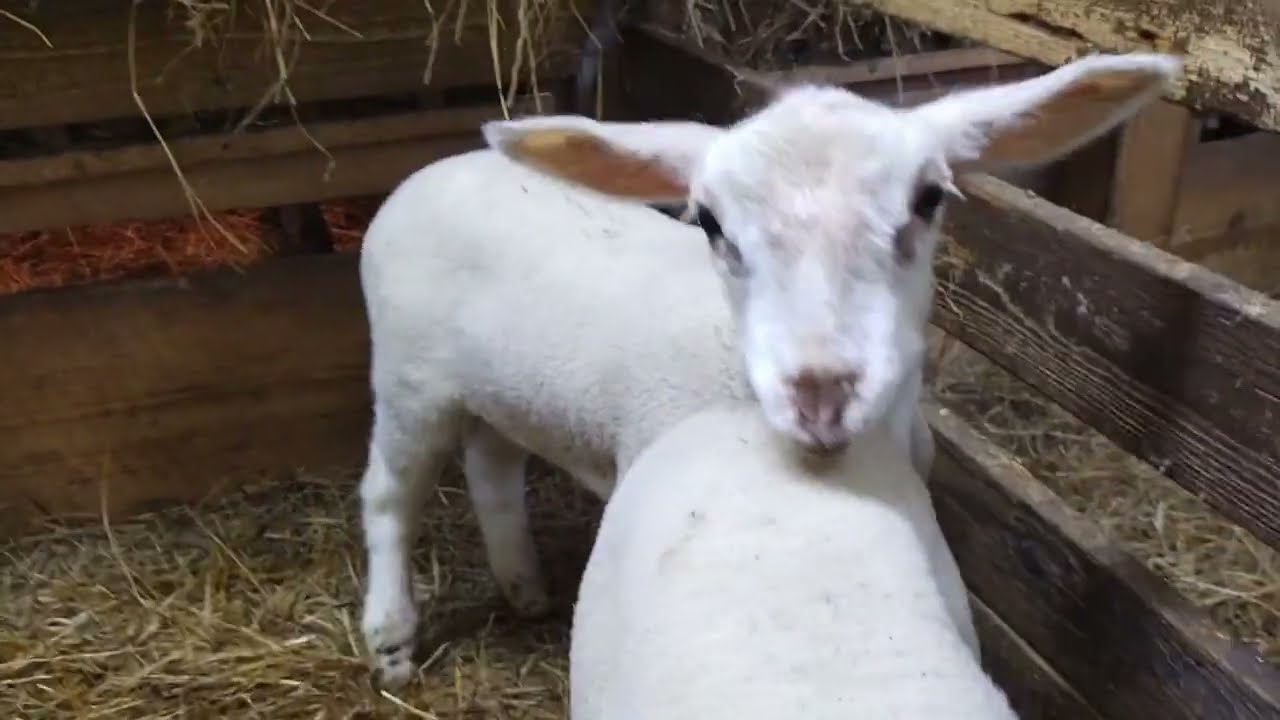 Zoznámenie Zuzky s ostatnými členmi nášho stádečka. Naše roztopašné jahniatka.