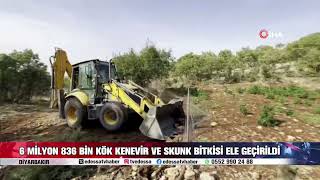 6 MİLYON 836 BİN KÖK KENEVİR VE SKUNK BİTKİSİ ELE GEÇİRİLDİ