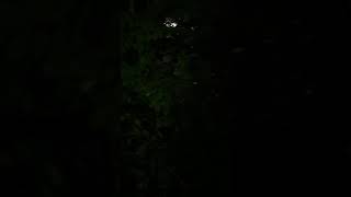 Feeding The Strays In Norwood