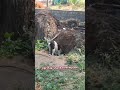 The Paw-shank Redemption #cutedogs #dogsofyoutube #dogsofyoutube #dogvideos