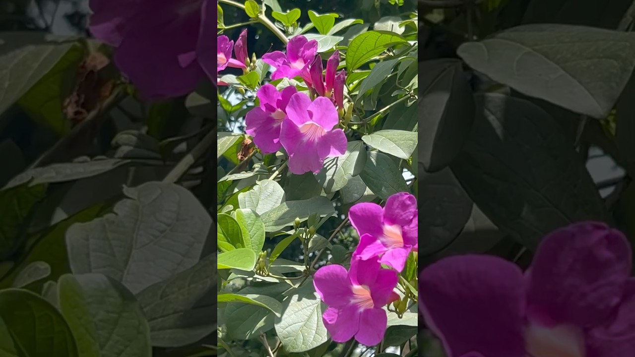 Bignonia  magnifica vine flowers || Home Gardening | 